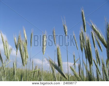 Vehnä