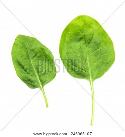 Two Sheets Of Fresh Spinach On A White Background, Isolate