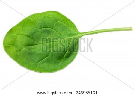 Fresh Spinach Leaf On White Background, Isolate