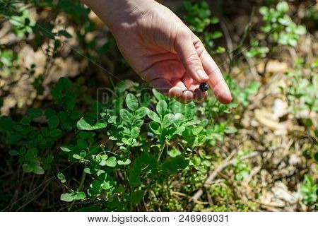Oman's Hands Picking Blueberries With A Bush In The Forest