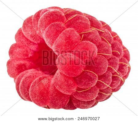 Isolated Berry. One Fresh Raspberry Fruit Isolated On White Background