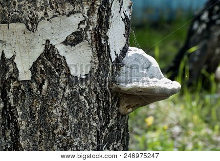Mushroom With The Latin Name Inonotus Obliquus Growing On Birch, A Drug Of Traditional Medicine