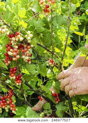 Caucasian Man Picking Redcurrants Gooseberries Ribes Rubrum In The Orchard During Summer, France