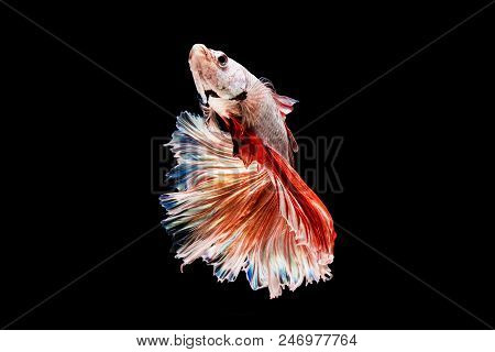 The Betta Siamese Fighting Fish, Betta Splendens Pla-kad ( Biting Fish ) Thai. (halfmoon Big Ears Fa