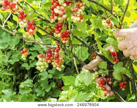 Caucasian Man Picking Redcurrants Gooseberries Ribes Rubrum In The Orchard During Summer, France