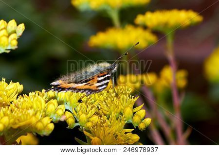 Butterfly Aglais Urticae Sits On A Yellow Flower