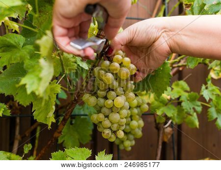 White Wine Grapes Risling, Ready To Harvest And Making Wine