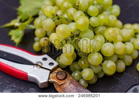 White Wine Grapes Riesling, Ready To Harvest And Making Wine