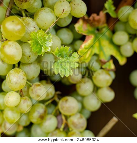 White Wine Grapes Riesling, Ready To Harvest And Making Wine