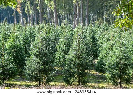 Christmas Tree Plantation In The Netherlands, Nordmann Fir Ready To Be Sold On Christmas Markt