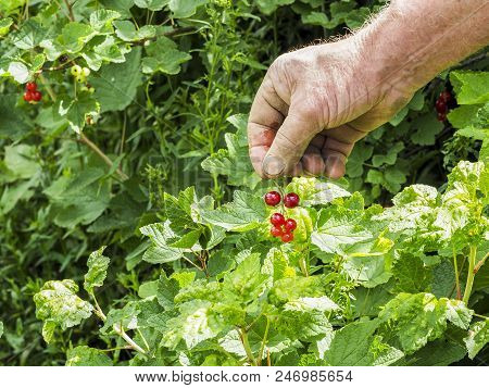 Caucasian Man Picking Redcurrants Gooseberries Ribes Rubrum In The Orchard During Summer, France