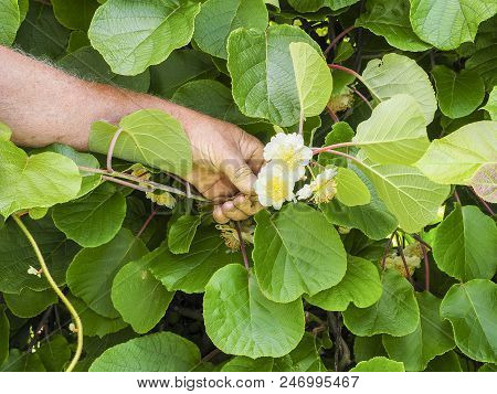 Kiwi Fruit Flowers Tree In The Hand The Senior Gardener, France