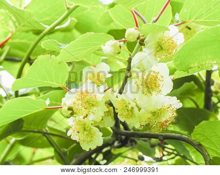 Kiwi Fruit Flowers Tree In The Garden, At France