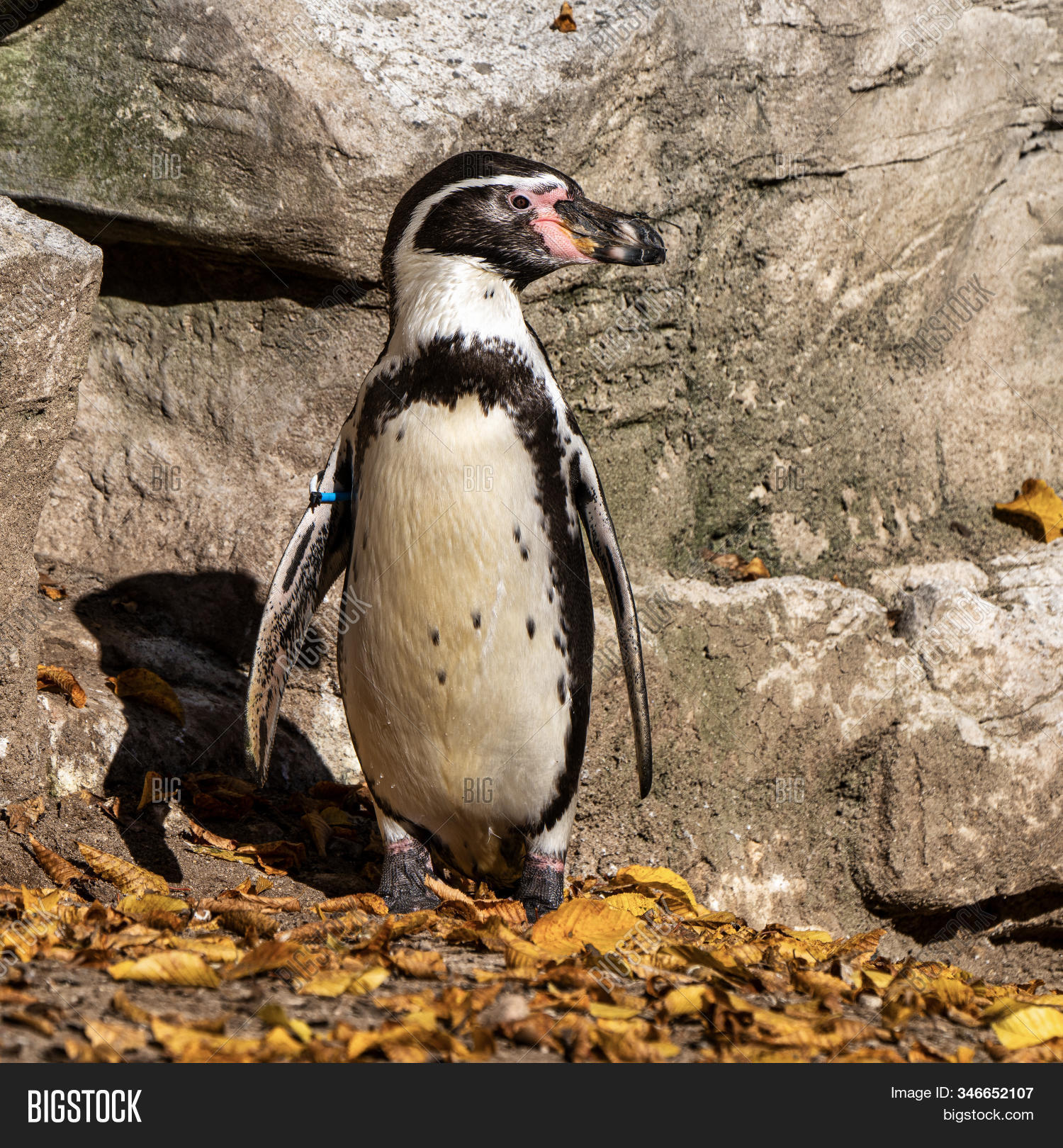 Humboldt Penguin, Image & Photo (Free Trial) | Bigstock