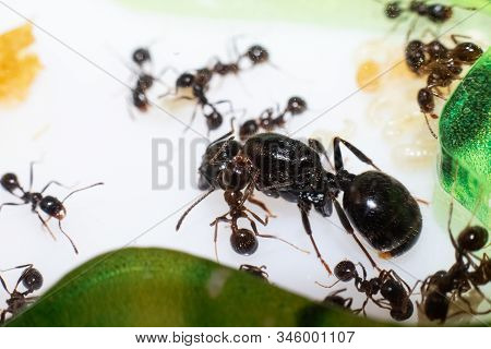Queen Ant Messor Structor In Formicaria Closeup