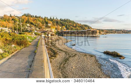 Autumn Trees With Rich Color Above The Shoreline In West Seattle, Wshington.