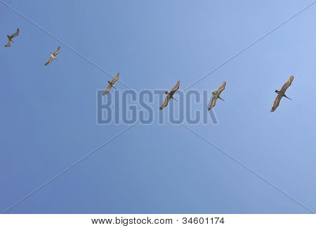 Oiseaux