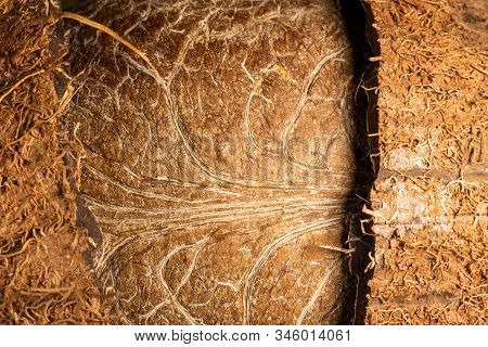 Chopped Coconut Into Two Halves With A Whole Inner Soft Nut Macro Photo