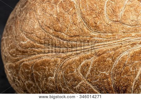 Oval Soft Inner Coconut Nut Without Shell In Macro On A Black Background