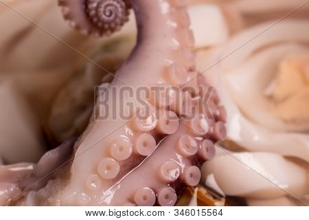Wet Shiny Octopus Tentacles, Seafood In A Jar, Macro Photography