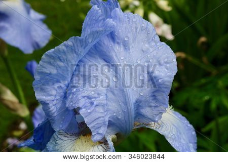 Beautiful Soft Blue Iris Flower With Raindrops On Petals