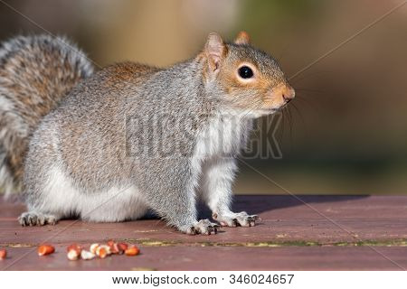 Portrait Of A Grey Squirrel (sciurus Carolinensis) On A Picnic Table In The Park.
