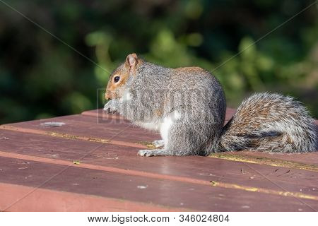 Portrait Of A Grey Squirrel (sciurus Carolinensis) Sitting On A Picnic Table While Eating A Nut.