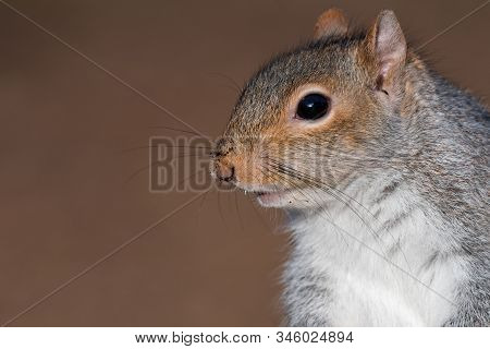 Close Up Head Shot Of A Grey Squirrel (sciurus Carolinensis) With Copy Space
