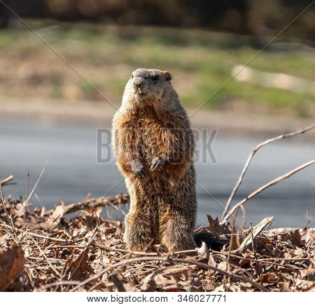 Groundhog (marmota Monax) Looking For His Shadow On A Spring Morning.