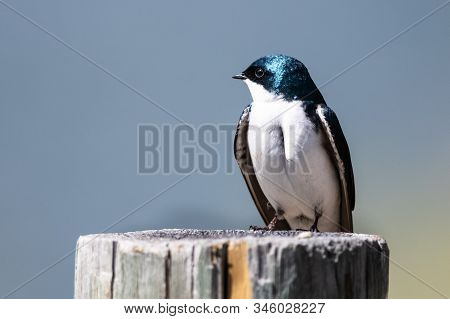 Spunky Little Tree Swallow Perched Atop A Weathered Wooden Post