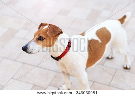 Close-up Of A Young Purebred Jack Russell Terrier Dog Looking Side Standing On The White Background.