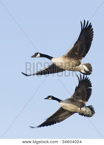 Paar van Canada ganzen