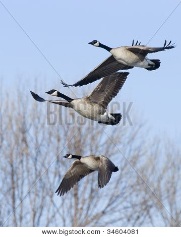 Kudde van Canada ganzen
