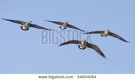 Kudde van Canada ganzen