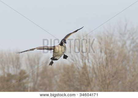 Landing Goose