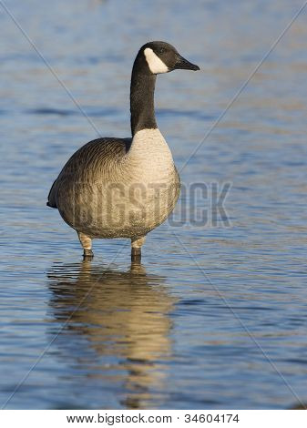 Permanent Canada Goose