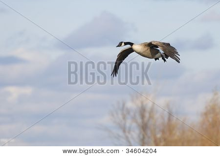 Landing Goose