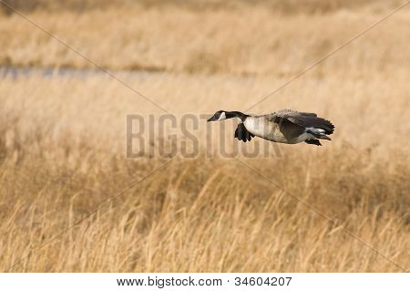 Landing Goose