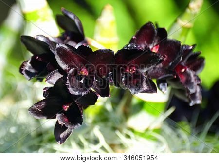Unique Dark Flower Of Svo After Dark Black Pearl Orchids