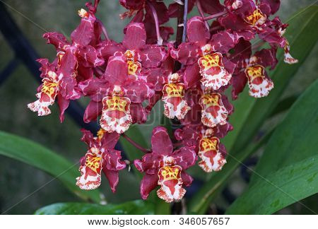 Dark Purple, White And Yellow Color Of Intergeneric Oncidium Hybrid Orchids