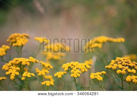 Field Of Tansy Or Tanacetum Vulgare Herbaceous Flowering Plant Of The Aster Family. Common Tansy, Pi