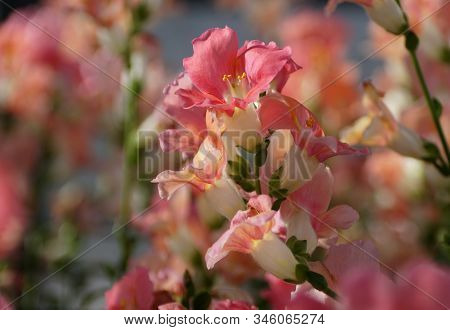 Beautiful Pink Color Of Chantily Bronze Snapgradon Flowers