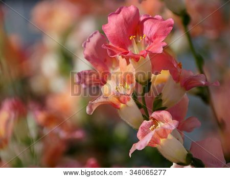 Beautiful Pink Color Of Chantily Bronze Snapgradon Flowers