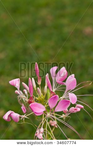 Cleome o fiore di ragno, un alto fiorito annuale