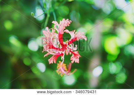 Red Curly Hibiscus Also Known As Hibisco Crespo With Greenery And Sunshine Around It