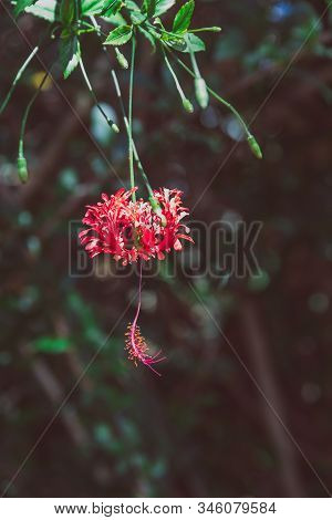 Red Curly Hibiscus Also Known As Hibisco Crespo With Greenery And Sunshine Around It