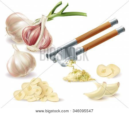Clipart With Sprouted Head Of Garlic, Peeled Cloves, Chopped Slices And Metal Press, Isolated On Whi