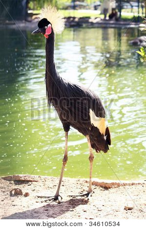 Africký pták: Šedá jeřáb (balearica Regulorum)