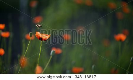 Honey Bee In Flight.picturesque May Contrasts.creating A Mood.in The Garden Blossom Poppies.a Delica