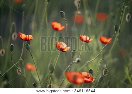 Honey Bee In Flight.picturesque May Contrasts.creating A Mood.in The Garden Blossom Poppies.a Delica